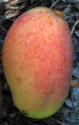 Mangifera indica 'Juliette' Mango Fruit Tree, Live Grafted Plant