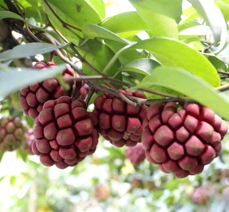 Kadsura Coccinea 5 Seeds, Rare Asian Large Fruit Cold Hardy Ornamental