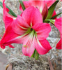 Amaryllis - Pink Flush 1 Bulb By Easy To Grow Bulbs