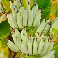 Kokopo, Patupi Dwarf Banana Live Plant