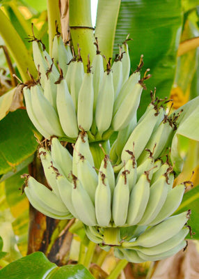 Kokopo, Patupi Dwarf Banana Live Plant