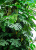 Monstera deliciosa, Swiss Cheese Tropical Fruit - Live Plant