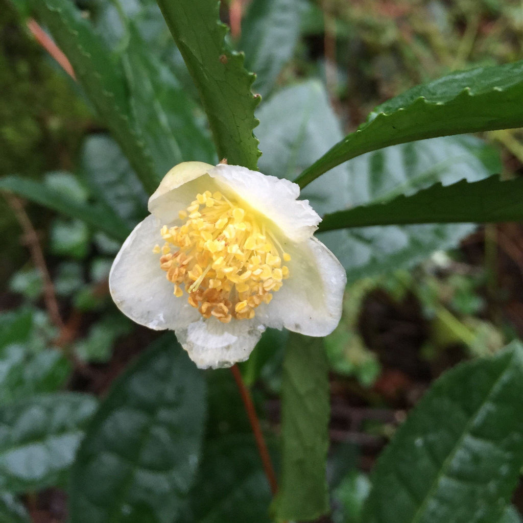 Camellia sinensis, Shrub or Small Tree,  Large Leaf Variety Live Tea Plant