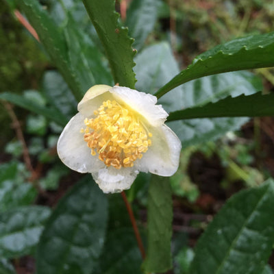 Camellia sinensis, Shrub or Small Tree,  Large Leaf Variety Live Tea Plant