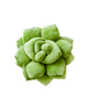 Lil' Pop Succulent®  - 16" Olive Green Plant Pillow