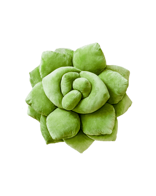 Lil' Pop Succulent®  - 16