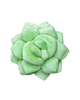 Lil' Pop Succulent®  - Sage Green Pillow
