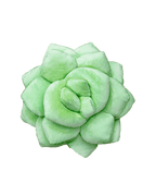 Lil' Pop Succulent®  - Sage Green Pillow