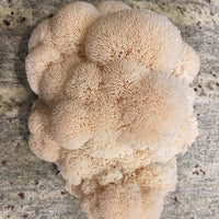 Mycomatrix Organic Lions Mane Adaptogenic Mushroom Extract