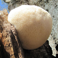Mycomatrix Organic Lions Mane Adaptogenic Mushroom Extract