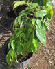 SweetHeart Lychee Tree, Live Plant