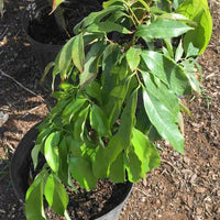 SweetHeart Lychee Tree, Live Plant