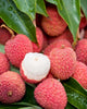 Litchi Chinensis 5 Seeds, Fragrant Chinese Strawberry Lychee Fruit Tree