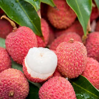 Litchi Chinensis 5 Seeds, Fragrant Chinese Strawberry Lychee Fruit Tree