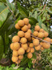 Dimocarpus Longan Kohala Tree, Air-Layered Live Plant