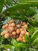 Dimocarpus Longan Kohala Tree, Air-Layered Live Plant