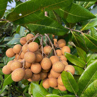 Dimocarpus Longan Kohala Tree, Air-Layered Live Plant