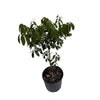 Dimocarpus Longan Kohala Tree, Air-Layered Live Plant