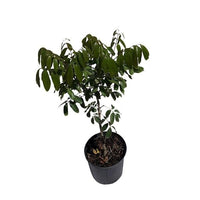 Dimocarpus Longan Kohala Tree, Air-Layered Live Plant