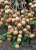 Dimocarpus longan, Pink 'Sri Chompoo' Fruit Tree- Live Plant