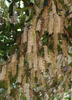 Macadamia integrifolia x tetraphylla, 'Beaumont' Nut Tree, Grafted Live Plant