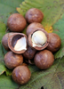 Macadamia integrifolia x tetraphylla, 'Beaumont' Nut Tree, Grafted Live Plant
