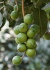 Macadamia integrifolia x tetraphylla, 'Beaumont' Nut Tree, Grafted Live Plant