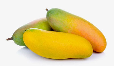 Mangifera 'Maha Chanok' (Mahachanok) Mango Fruit Tree, Grafted Live Plant
