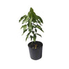 Melicoccus bijugatus 'Mamoncillo Tree' - Spanish Lime, Live Seedling Plant