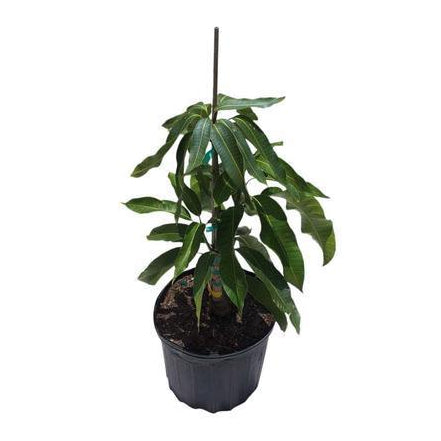 Mangifera indica 'Carrie' Dwarf Mango Tree, Grafted Live Plant
