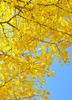 Ginkgo biloba Medicinal Tree, Live Plant