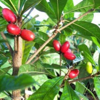 Miracle Fruit Plant (Miracle Berry Tree)