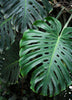 Monstera deliciosa, Swiss Cheese Tropical Fruit - Live Plant