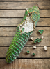 Monstera deliciosa, Swiss Cheese Tropical Fruit - Live Plant