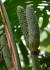 Monstera deliciosa, Swiss Cheese Tropical Fruit - Live Plant