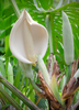 Monstera deliciosa, Swiss Cheese Tropical Fruit - Live Plant