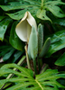 Monstera deliciosa, Swiss Cheese Tropical Fruit - Live Plant