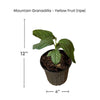 Passiflora ligularis Vine, Mountain Sweet Granadilla Yellow Passion Fruit Live Plant