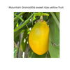 Passiflora ligularis Vine, Mountain Sweet Granadilla Yellow Passion Fruit Live Plant