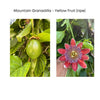 Passiflora ligularis Vine, Mountain Sweet Granadilla Yellow Passion Fruit Live Plant