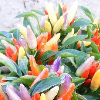 NuMex Easter Ornamental Pepper Seeds, Container Garden Vegetables