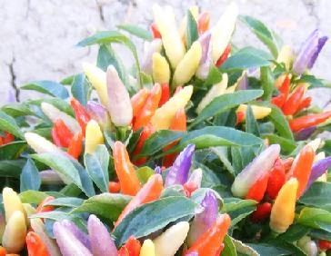 NuMex Easter Ornamental Pepper Seeds, Container Garden Vegetables