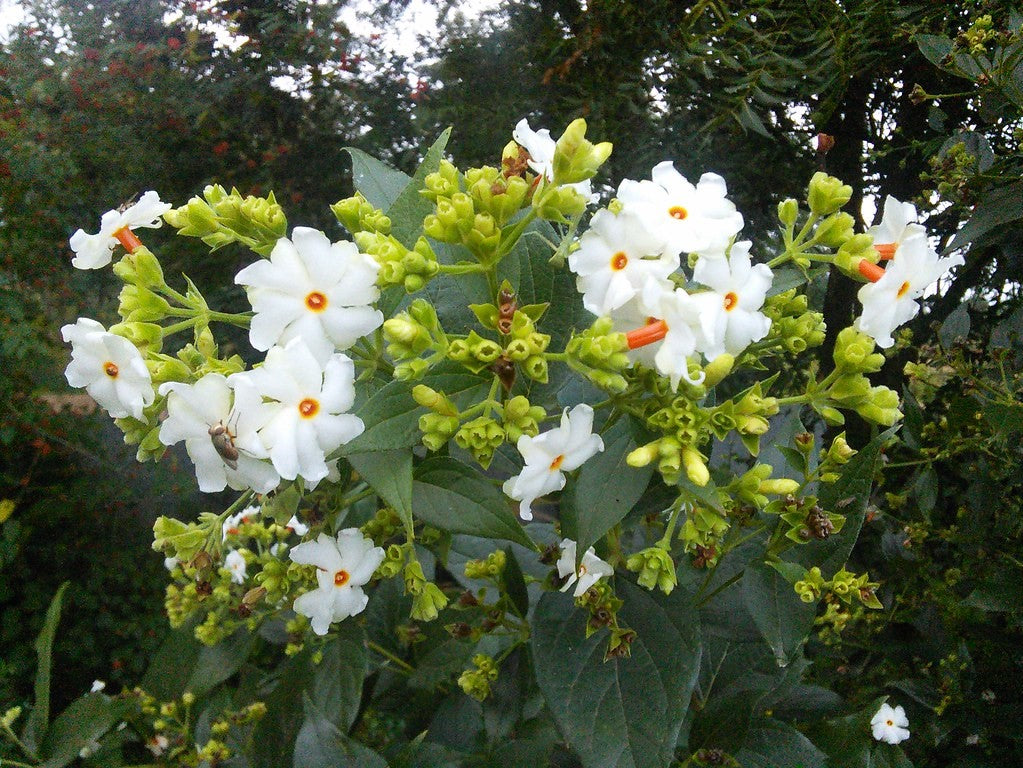 night jasmine plant seeds Nyctanthes Arbor Tristis 10 Seeds/5 Fruit, Fragrant Night Jasmine Shru
