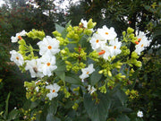 Nyctanthes Arbor Tristis 10 Seeds/5 Fruit, Fragrant Night Jasmine Shrub or Small Tree