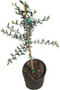 Arbequina Olive Tree, Semi-Dwarf Live Plant