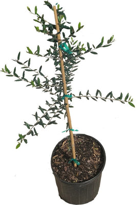 Arbequina Olive Tree, Semi-Dwarf Live Plant