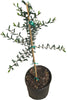 Olea europaea 'Coratina' Olive Tree, Semi-Dwarf Live Fruit Plant