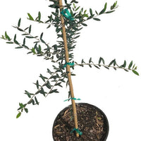 Olea europaea 'Coratina' Olive Tree, Semi-Dwarf Live Fruit Plant