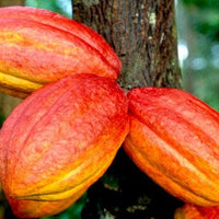 Theobroma Cacao 'Forastero', Live Chocolate Fruit Tree