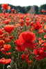 Papaver Rhoeas 1000+ Seeds, Red Corn Poppy Flowers, Flanders Poppy